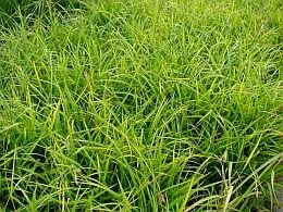 Japanse zegge - Groen van bij ons