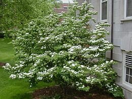  Japanse kornoelje - Groen van bij ons