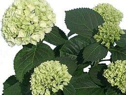  Hortensia - Groen van bij ons