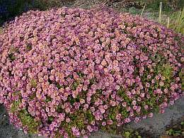 Chrysant 'Rosensilber' - Groen van bij ons 