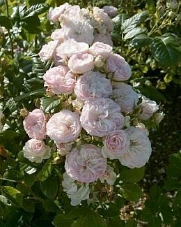 Roos 'Bouquet Parfait' - Groen van bij ons