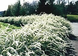  Spierstruik - Spirea (Grefsheim) - Groen van bij ons