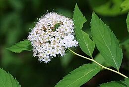Spierstruik - Japanse spirea - Groen van bij ons