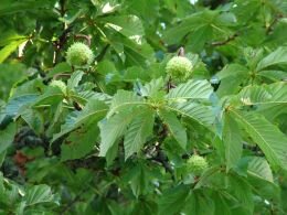 Wilde paardekastanje - Groen van bij ons