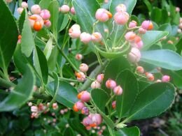 Japanse kardinaalsmuts - Groen van bij ons