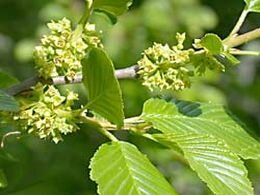  Wegedoorn - Groen van bij ons