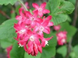  Rode ribes - Groen van bij ons