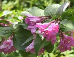  Weigelia - Groen van bij ons