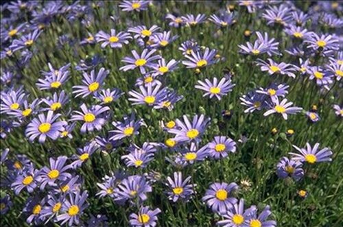 Blauw madeliefje - Groen van bij ons