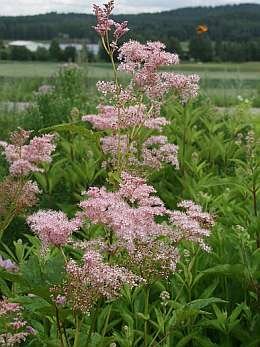  Moerasspirea - Groen van bij ons