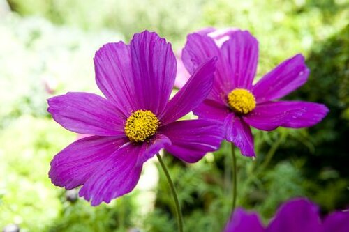  Cosmos - Groen van bij ons