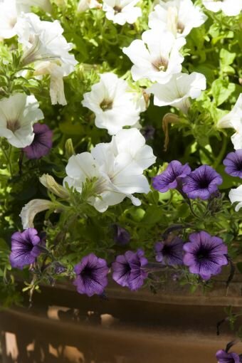 Petunia - Groen van bij ons
