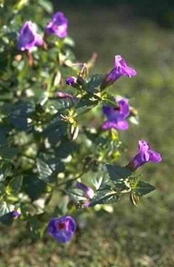 Torenia - Groen van bij ons