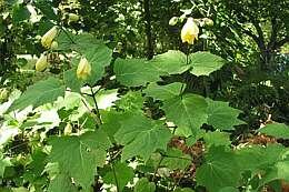 Japanse wasbloem - Groen van bij ons