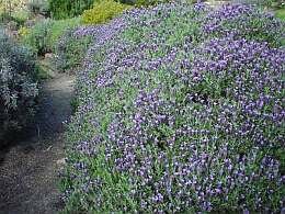 Lavendel - Groen van bij ons