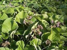 Trachystemon orientalis - Groen van bij ons 