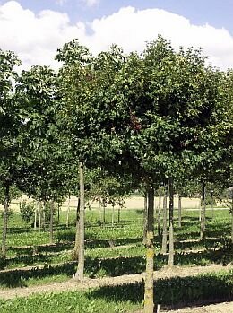 Veldesdoorn - Spaanse aak 'Nanum' - Groen van bij ons