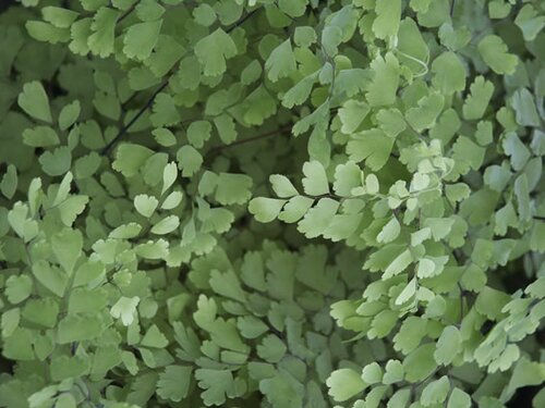 Venushaar - Groen van bij ons
