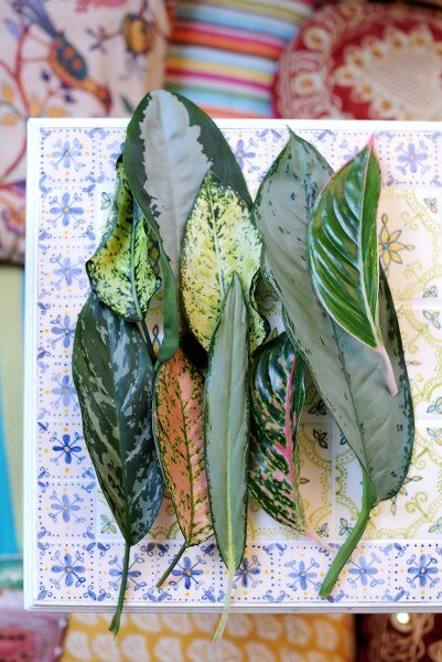 Chinese evergreen - Groen van bij ons
