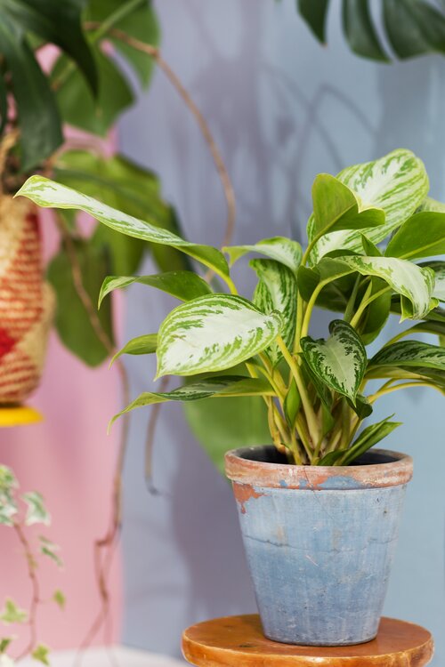 Chinese evergreen - Groen van bij ons