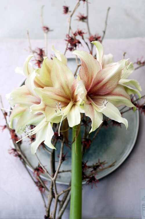 Amaryllis - Groen van bij ons