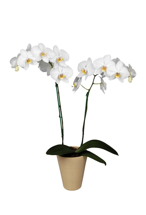 Vlinderorchidee - Groen van bij ons