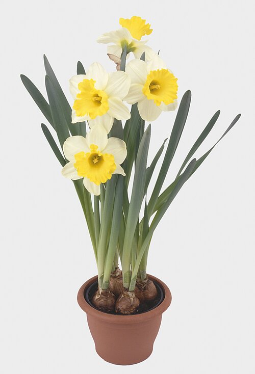 Narcis - Groen van bij ons