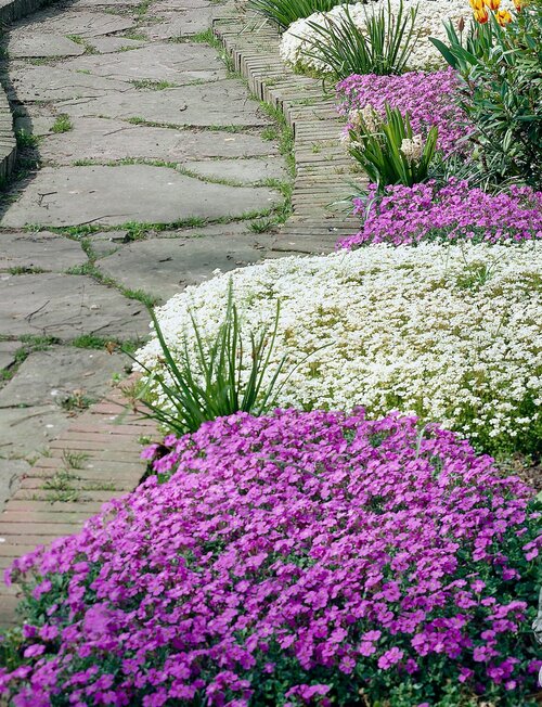  Blauwkussen - Groen van bij ons