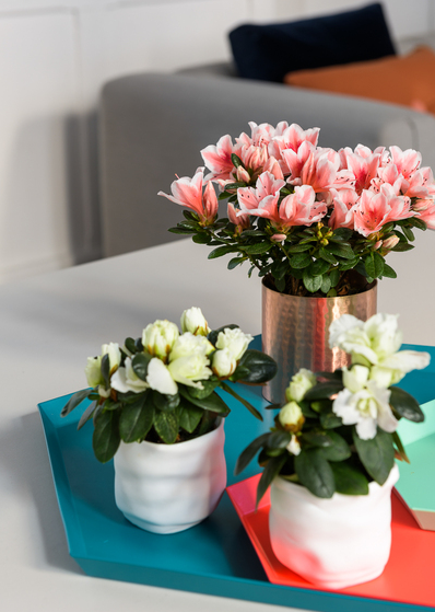 Azalea - Groen van bij ons