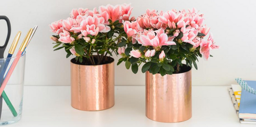 Azalea - Groen van bij ons