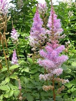 Pluimspirea (Pumila) - Groen van bij ons 