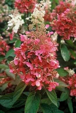  Hortensia - Groen van bij ons