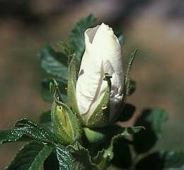  Roos 'Blanc Double de Coubert' - Groen van bij ons