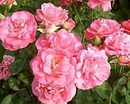 Roos 'Melrose' - Groen van bij ons