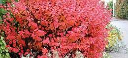  Spierstruik - Spirea (Tor) - Groen van bij ons