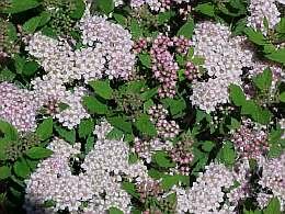 Spierstruik - Spirea (Little Princess) - Groen van bij ons