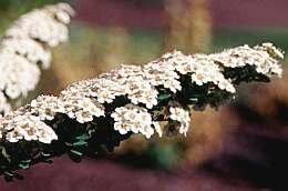  Spierstruik - Spirea (Snowmound) - Groen van bij ons
