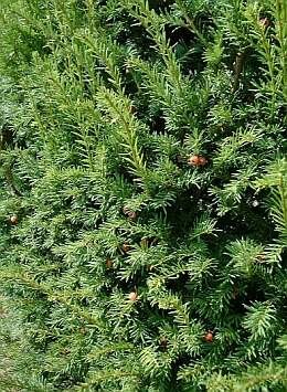Taxus - Venijnboom - Groen van bij ons