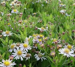  Aster - Groen van bij ons 