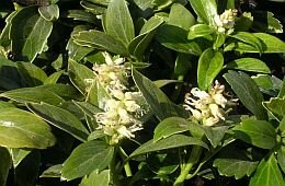 Dikkemanskruid (sedum) - Groen van bij ons