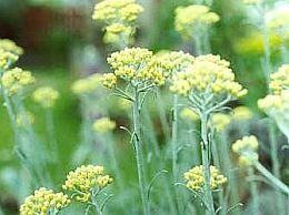  Cipressenkruid - Groen van bij ons