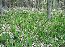  Meiklokje - Groen van bij ons