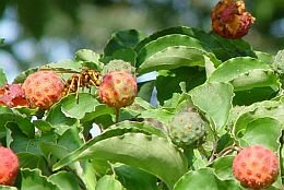  Japanse kornoelje - Groen van bij ons