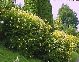  Hertshooi - Groen van bij ons