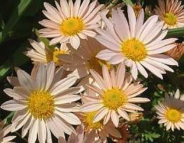 Chrysant 'Rosensilber' - Groen van bij ons 