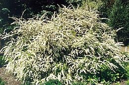  Spierstruik - Spirea (Grefsheim) - Groen van bij ons