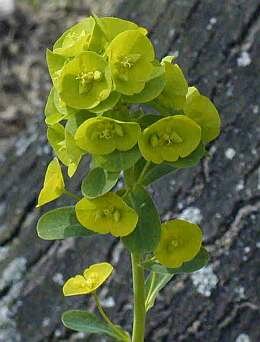  Amandelwolfsmelk - Groen van bij ons