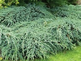 Himalaya jeneverbes - Groen van bij ons