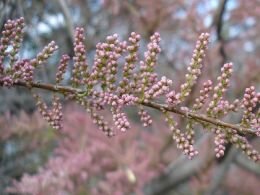 Tamarisk - Groen van bij ons