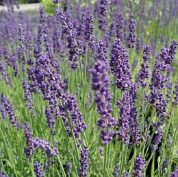 Lavendel - Groen van bij ons